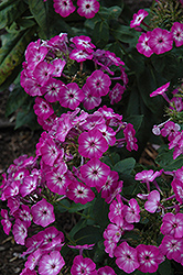 Flame Purple Eye Garden Phlox (Phlox paniculata 'Barthirtythree') at English Gardens