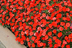 SunPatiens Compact Electric Orange New Guinea Impatiens (Impatiens 'SakimP025') at English Gardens
