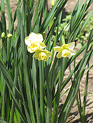 Yellow Cheerfulness Daffodil (Narcissus x poetaz 'Yellow Cheerfulness') at English Gardens