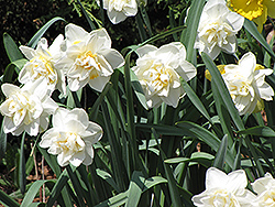 White Lion Daffodil (Narcissus 'White Lion') at English Gardens