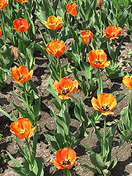Blushing Apeldoorn Tulip (Tulipa 'Blushing Apeldoorn') at English Gardens