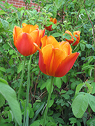 Apeldoorn Elite Tulip (Tulipa 'Apeldoorn Elite') at English Gardens