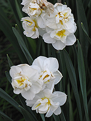 Cheerfulness Daffodil (Narcissus x poetaz 'Cheerfulness') at English Gardens
