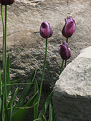 Passionale Tulip (Tulipa 'Passionale') at English Gardens