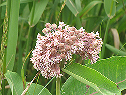 Common Milkweed (Asclepias syriaca) at English Gardens