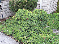 Dwarf Japgarden Juniper (Juniperus procumbens 'Nana') at English Gardens
