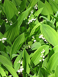 Lily-Of-The-Valley (Convallaria majalis) at English Gardens