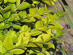 Golden Privet (Ligustrum x vicaryi) at English Gardens