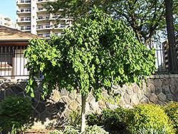 Harry Lauder's Walking Stick (tree form) (Corylus avellana 'Contorta (tree form)') at English Gardens