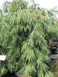Weeping White Pine (Pinus strobus 'Pendula') at English Gardens