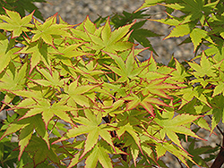 Coral Bark Japanese Maple (Acer palmatum 'Sango Kaku') at English Gardens