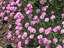 Tiny Rubies Dwarf Mat Pinks (Dianthus gratianopolitanus 'Tiny Rubies') at English Gardens