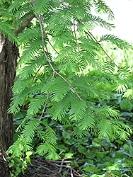 Dawn Redwood (Metasequoia glyptostroboides) at English Gardens