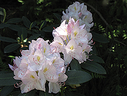 White Catawba Rhododendron (Rhododendron catawbiense 'Album') at English Gardens