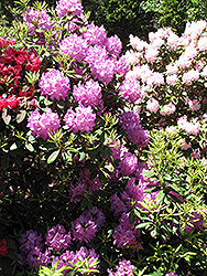 Boursault Rhododendron (Rhododendron catawbiense 'Boursault') at English Gardens