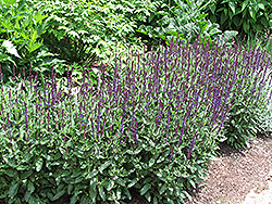 Caradonna Sage (Salvia x sylvestris 'Caradonna') at English Gardens