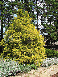 Golden Threadleaf Falsecypress (Chamaecyparis pisifera 'Filifera Aurea') at English Gardens