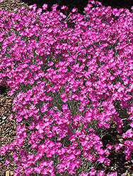 Firewitch Pinks (Dianthus gratianopolitanus 'Firewitch') at English Gardens