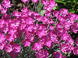 Firewitch Pinks (Dianthus gratianopolitanus 'Firewitch') at English Gardens