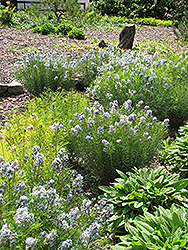 Narrow-Leaf Blue Star (Amsonia hubrichtii) at English Gardens