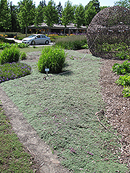 Wooly Thyme (Thymus pseudolanuginosis) at English Gardens