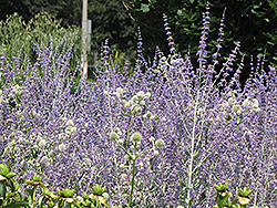 Little Spire Russian Sage (Perovskia 'Little Spire') at English Gardens