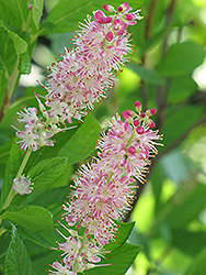 Ruby Spice Summersweet (Clethra alnifolia 'Ruby Spice') at English Gardens