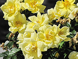 Flower Carpet Yellow Rose (Rosa 'Flower Carpet Yellow') at English Gardens