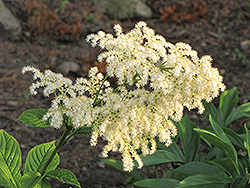 Chestnut Rodgersia (Rodgersia aesculifolia) at English Gardens