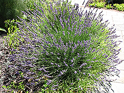 Grosso Lavender (Lavandula x intermedia 'Grosso') at English Gardens