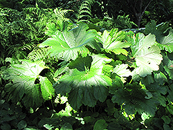 Umbrella Plant (Darmera peltata) at English Gardens