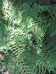 Male Fern (Dryopteris filix-mas) at English Gardens
