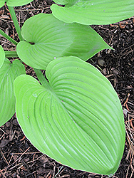 Sum and Substance Hosta (Hosta 'Sum and Substance') at English Gardens
