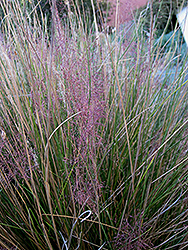 Pink Muhly Grass (Muhlenbergia capillaris 'Pink Muhly') at English Gardens