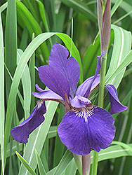 Caesar's Brother Siberian Iris (Iris sibirica 'Caesar's Brother') at English Gardens