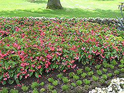 Dragon Wing Pink Begonia (Begonia 'Dragon Wing Pink') at English Gardens