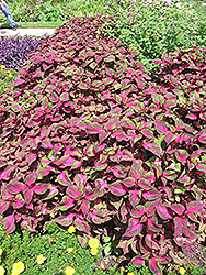 Magilla Perilla (Perilla 'Magilla') at English Gardens