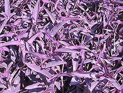 Purple Heart Spider Lily (Tradescantia pallida 'Purple Heart') at English Gardens
