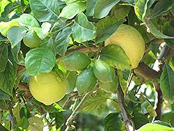 Eureka Lemon (Citrus limon 'Eureka') at English Gardens