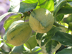 Variegated Pink Eureka Lemon (Citrus limon 'Variegated Pink Eureka') at English Gardens