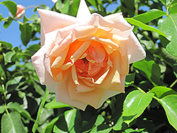 Mother Of Pearl Rose (Rosa 'Meiludere') at English Gardens