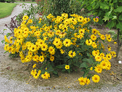 Indian Summer Coneflower (Rudbeckia hirta 'Indian Summer') at English Gardens