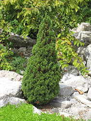 Jean's Dilly Spruce (Picea glauca 'Jean's Dilly') at English Gardens