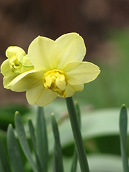 Yellow Cheerfulness Daffodil (Narcissus x poetaz 'Yellow Cheerfulness') at English Gardens