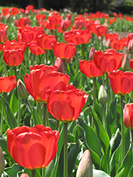 Red Impression Tulip (Tulipa 'Red Impression') at English Gardens