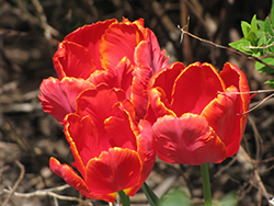 Red Parrot Tulip (Tulipa 'Red Parrot') at English Gardens