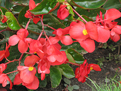 Dragon Wing Red Begonia (Begonia 'Dragon Wing Red') at English Gardens