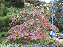 Chinese Dogwood (Cornus kousa) at English Gardens