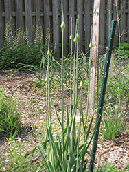 Garlic (Allium sativum) at English Gardens