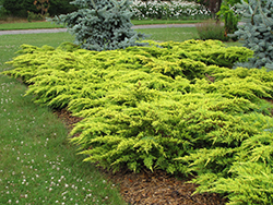 Daub's Frosted Juniper (Juniperus x media 'Daub's Frosted') at English Gardens